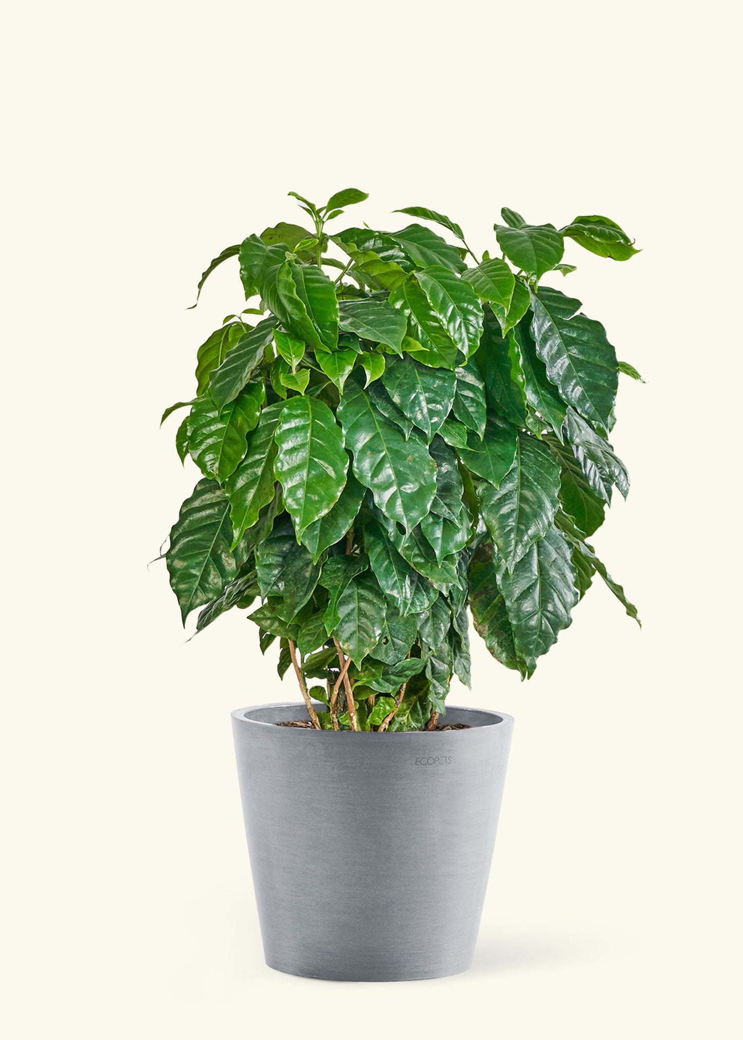 Large Coffee Plant in a gray stone pot.
