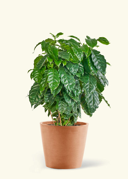 Large Coffee Plant in a terracotta pot.