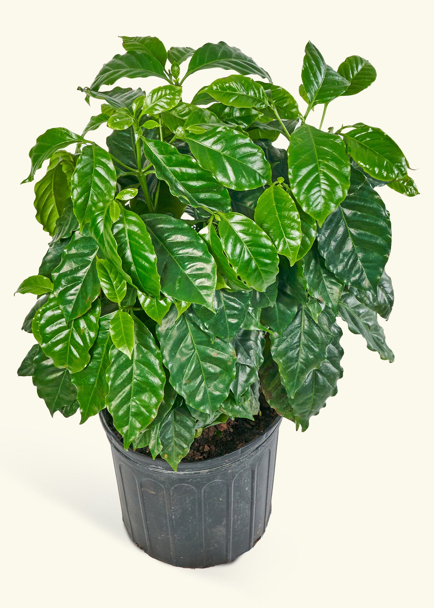 Large Coffee Plant in a in a grow pot