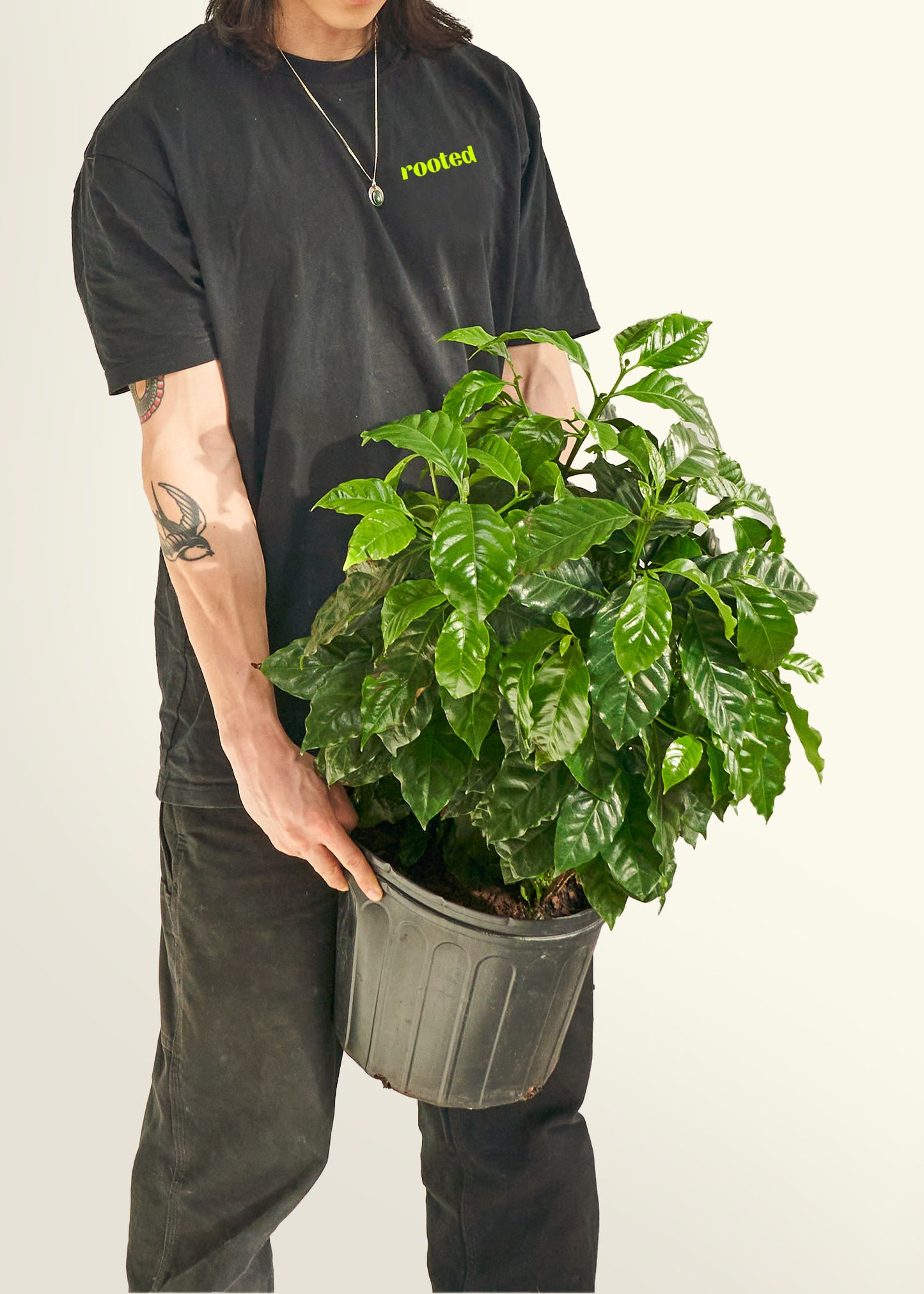 Coffee Plant, Large