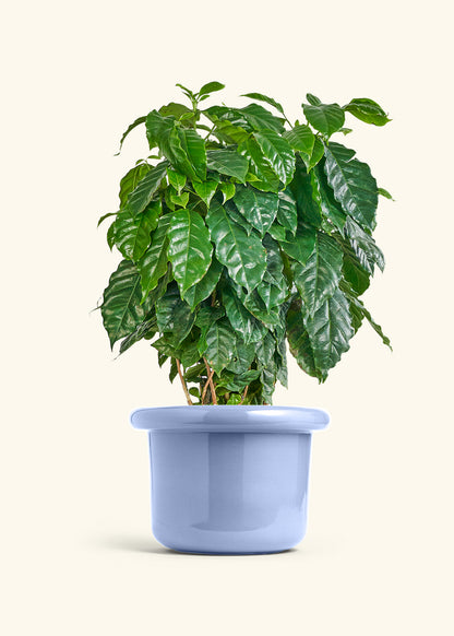 Coffee Plant in a 10 inches Fat Lip Blue Planter 