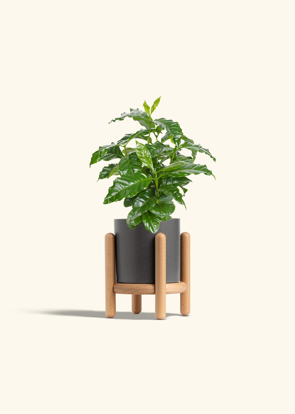 Coffee Plant in a 4 inches Charcoal Classic Cylinder Planter in a Oat Petal Drip Tray