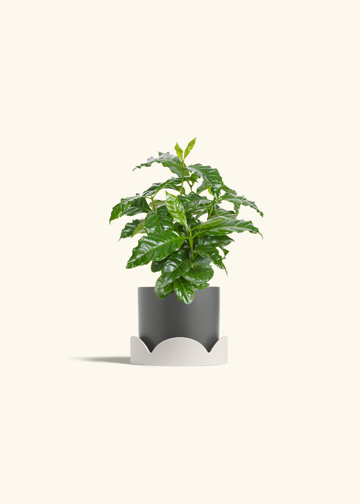 Coffee Plant in a 4 inches Charcoal Classic Cylinder Planter 