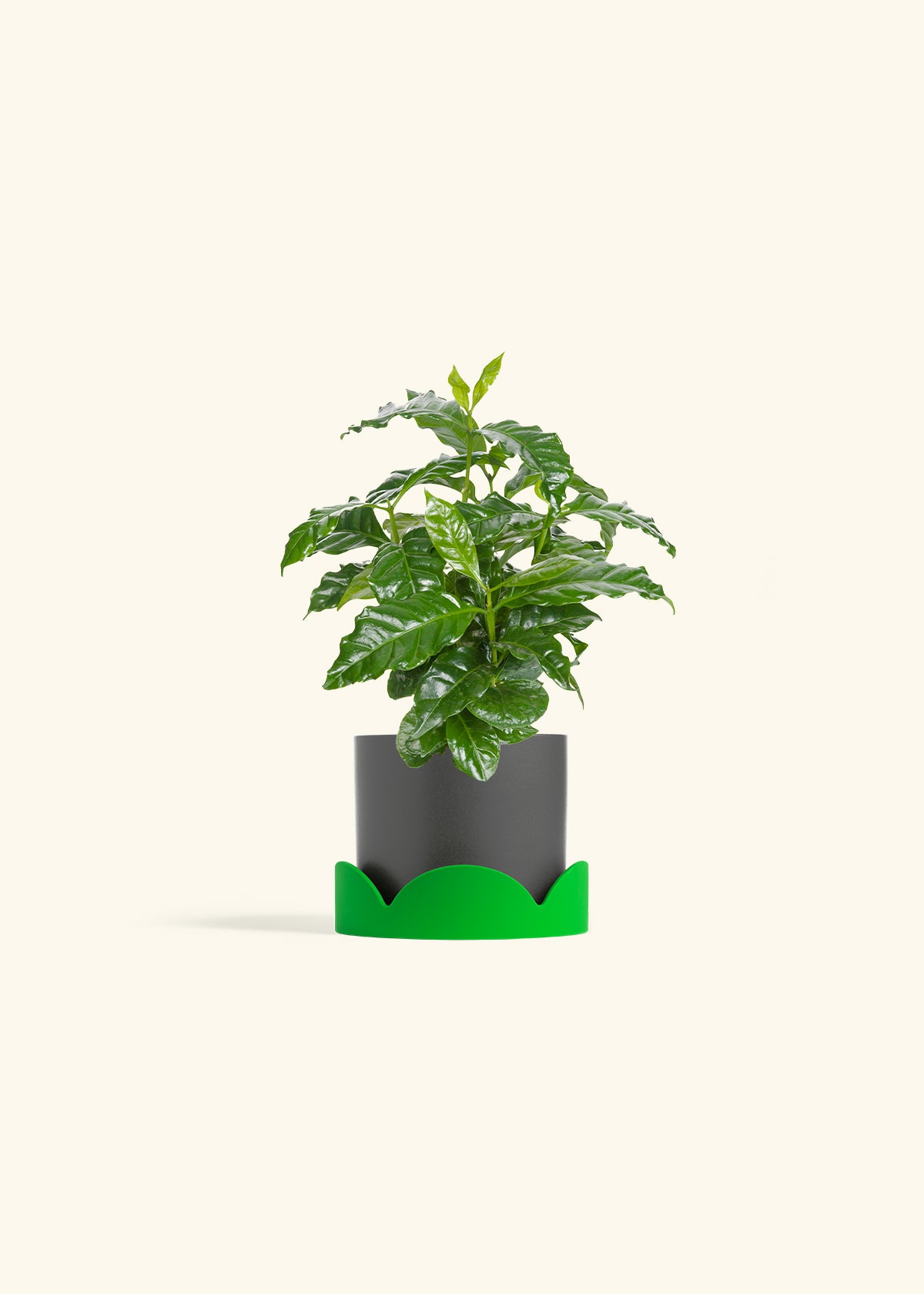 Coffee Plant in a 4 inches Charcoal Classic Cylinder Planter in a Shamrock Petal Drip Tray