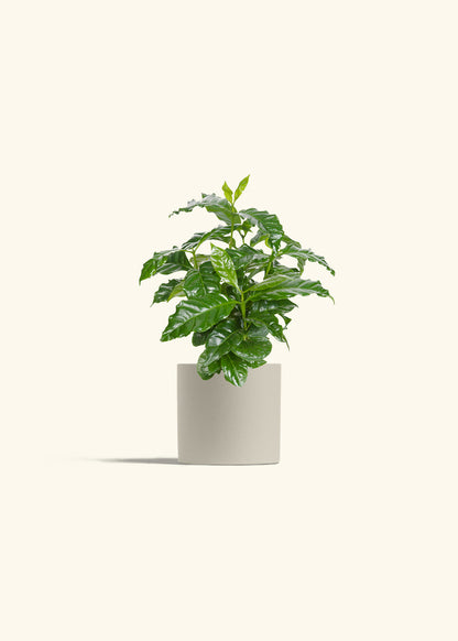 Coffee Plant in a 4 inches Oat Classic Cylinder Planter 