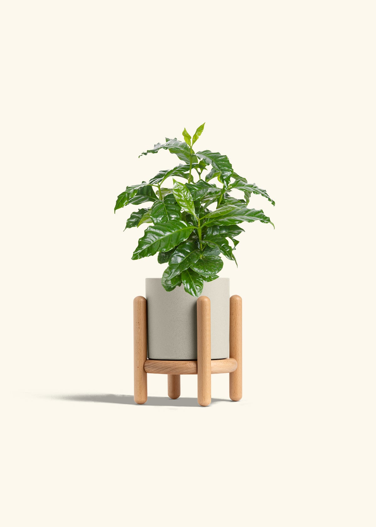 Coffee Plant in a 4 inches Oat Classic Cylinder Planter in a Beech Wood Stand