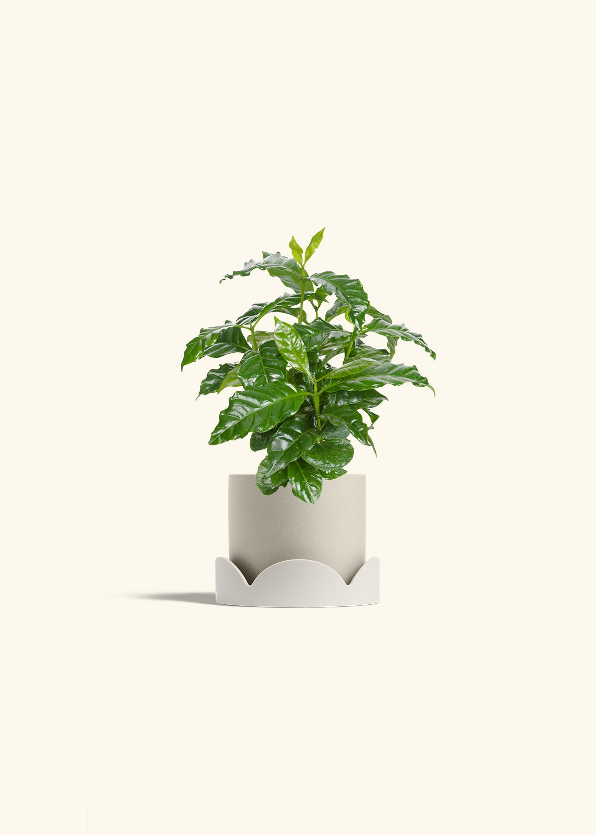 Coffee Plant in a 4 inches Oat Classic Cylinder Planter in a Oat Petal Drip Tray
