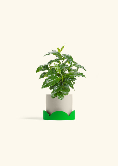 Coffee Plant in a 4 inches Oat Classic Cylinder Planter in a Shamrock Petal Drip Tray