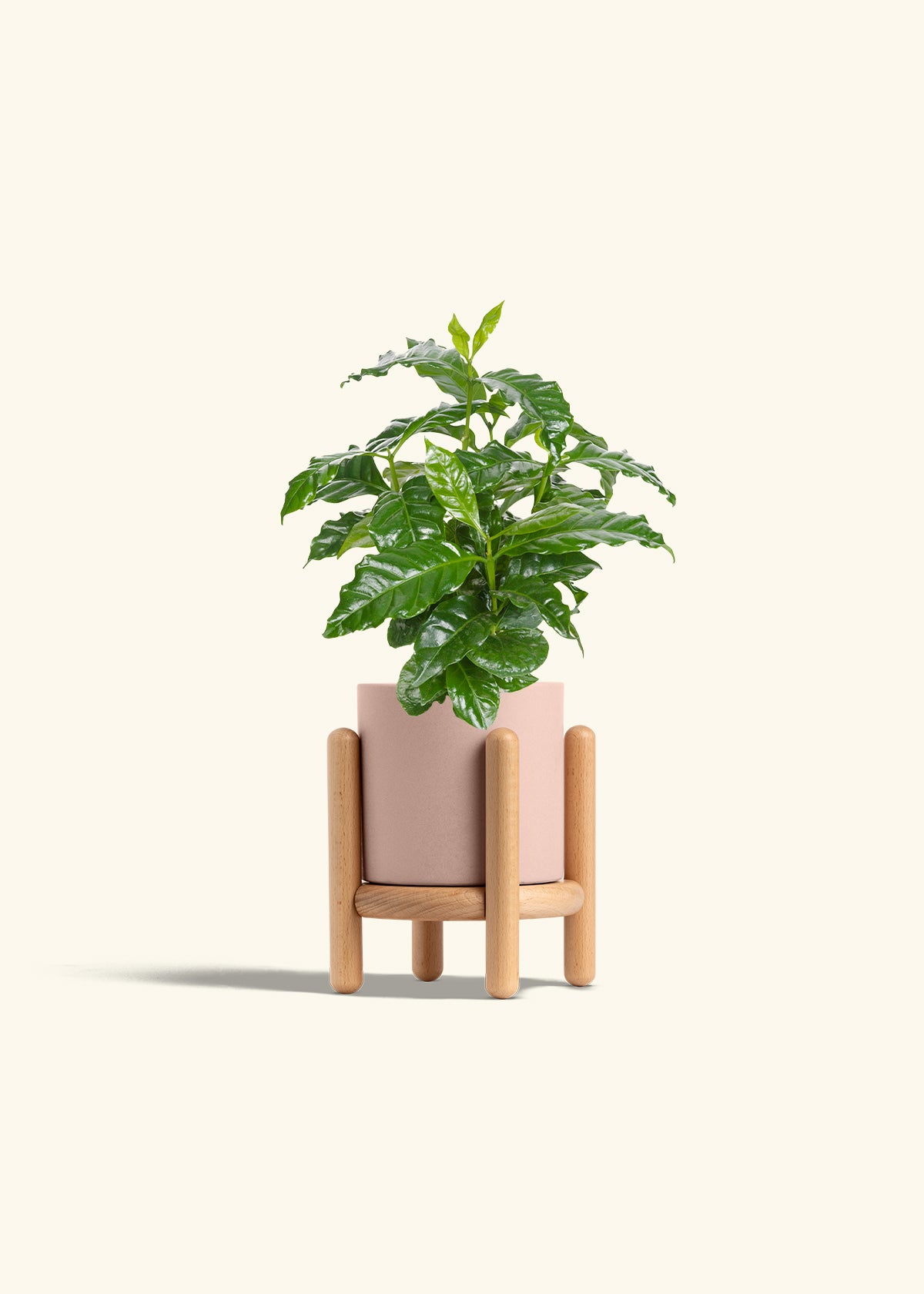 Coffee Plant in a 4 inches Pink Classic Cylinder Planter in a Oat Petal Drip Tray