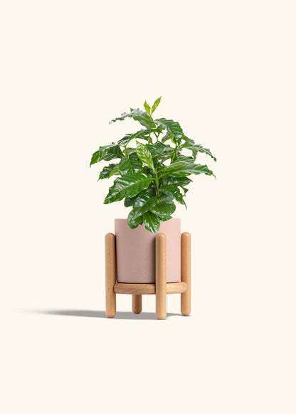Coffee Plant in a 4 inches Pink Classic Cylinder Planter in a Oat Petal Drip Tray
