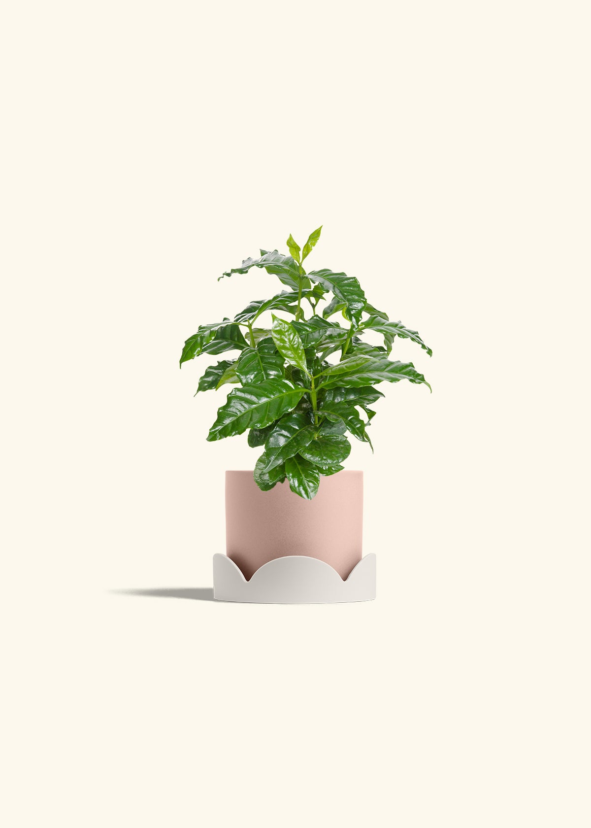 Coffee Plant in a 4 inches Pink Classic Cylinder Planter in a Shamrock Petal Drip Tray