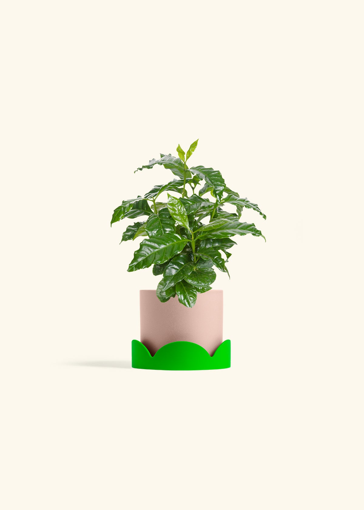 Coffee Plant in a 4 inches Pink Classic Cylinder Planter 