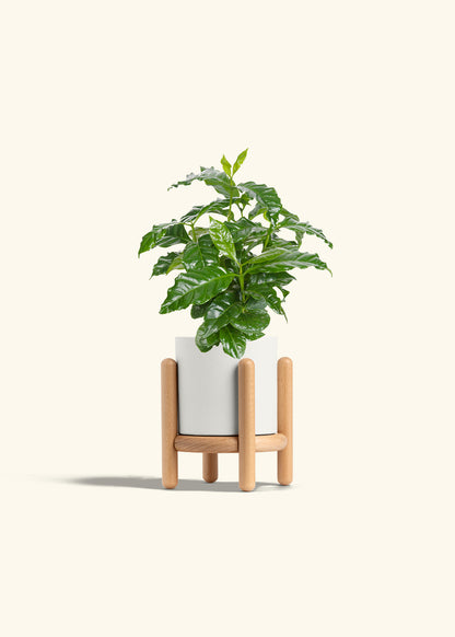 Coffee Plant in a 4 inches White Classic Cylinder Planter in a Beech Wood Stand