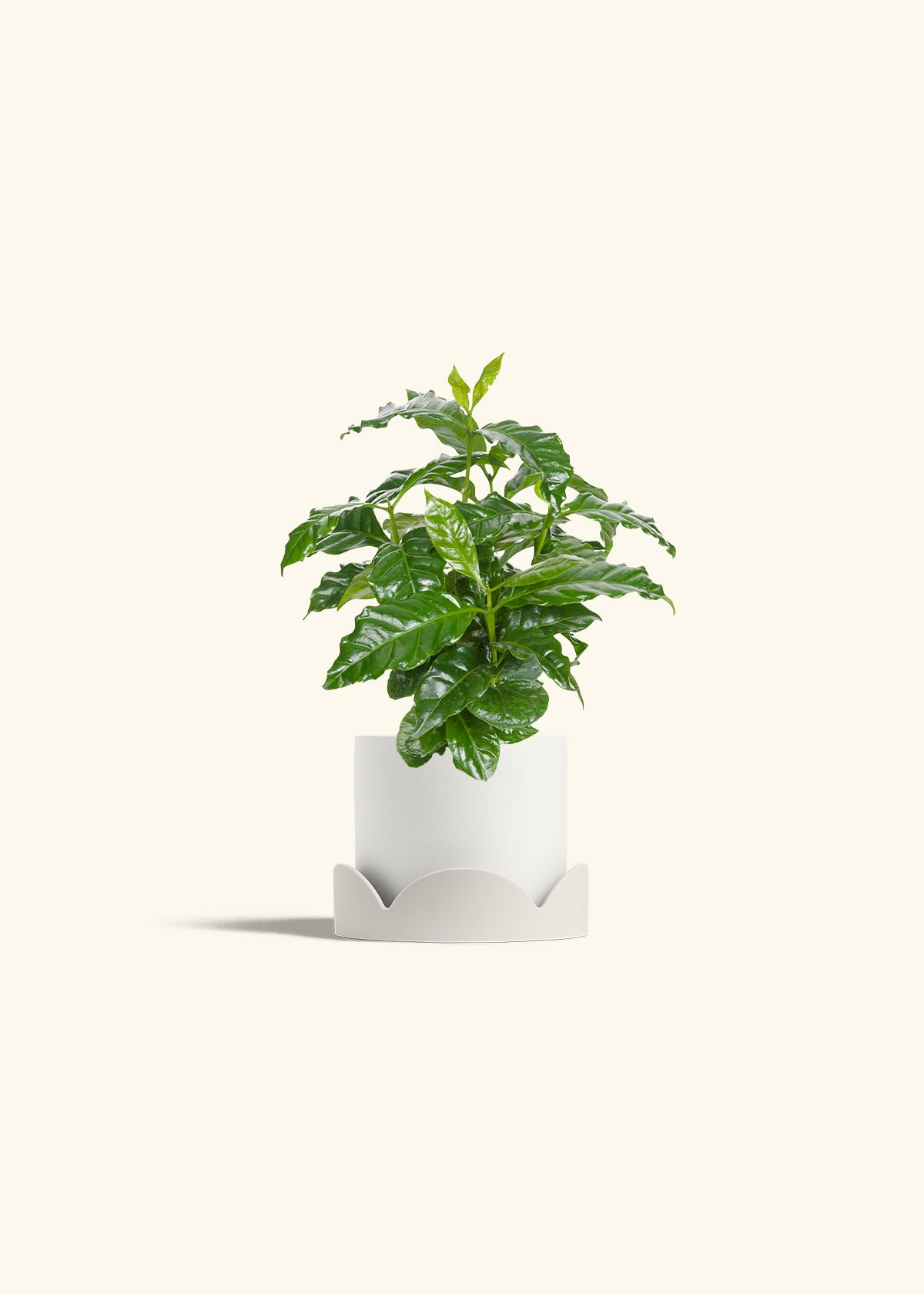 Coffee Plant in a 4 inches White Classic Cylinder Planter in a Oat Petal Drip Tray