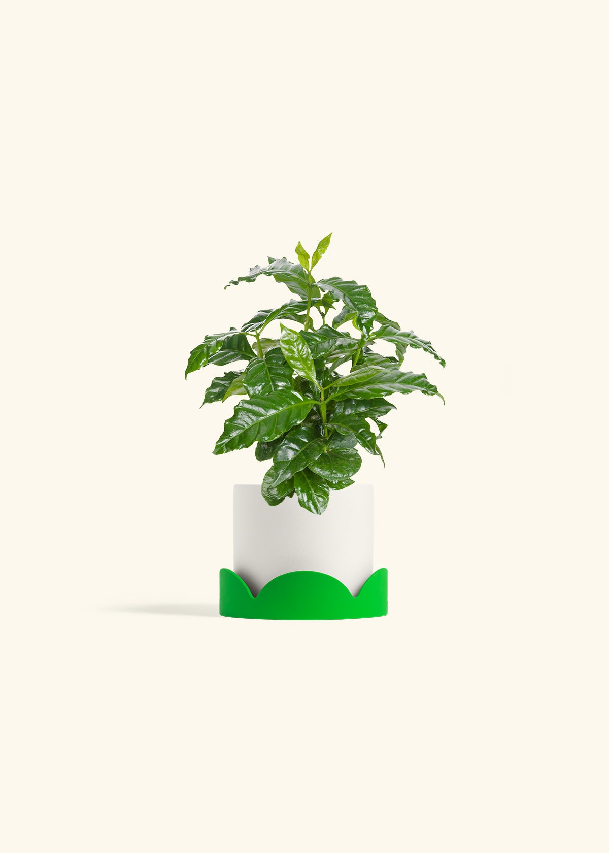 Coffee Plant in a 4 inches White Classic Cylinder Planter in a Shamrock Petal Drip Tray