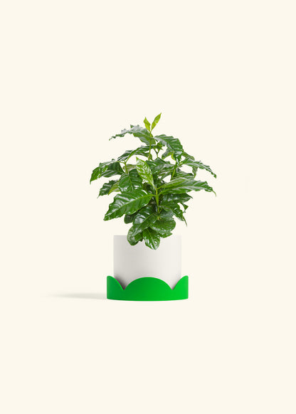 Coffee Plant in a 4 inches White Classic Cylinder Planter in a Shamrock Petal Drip Tray