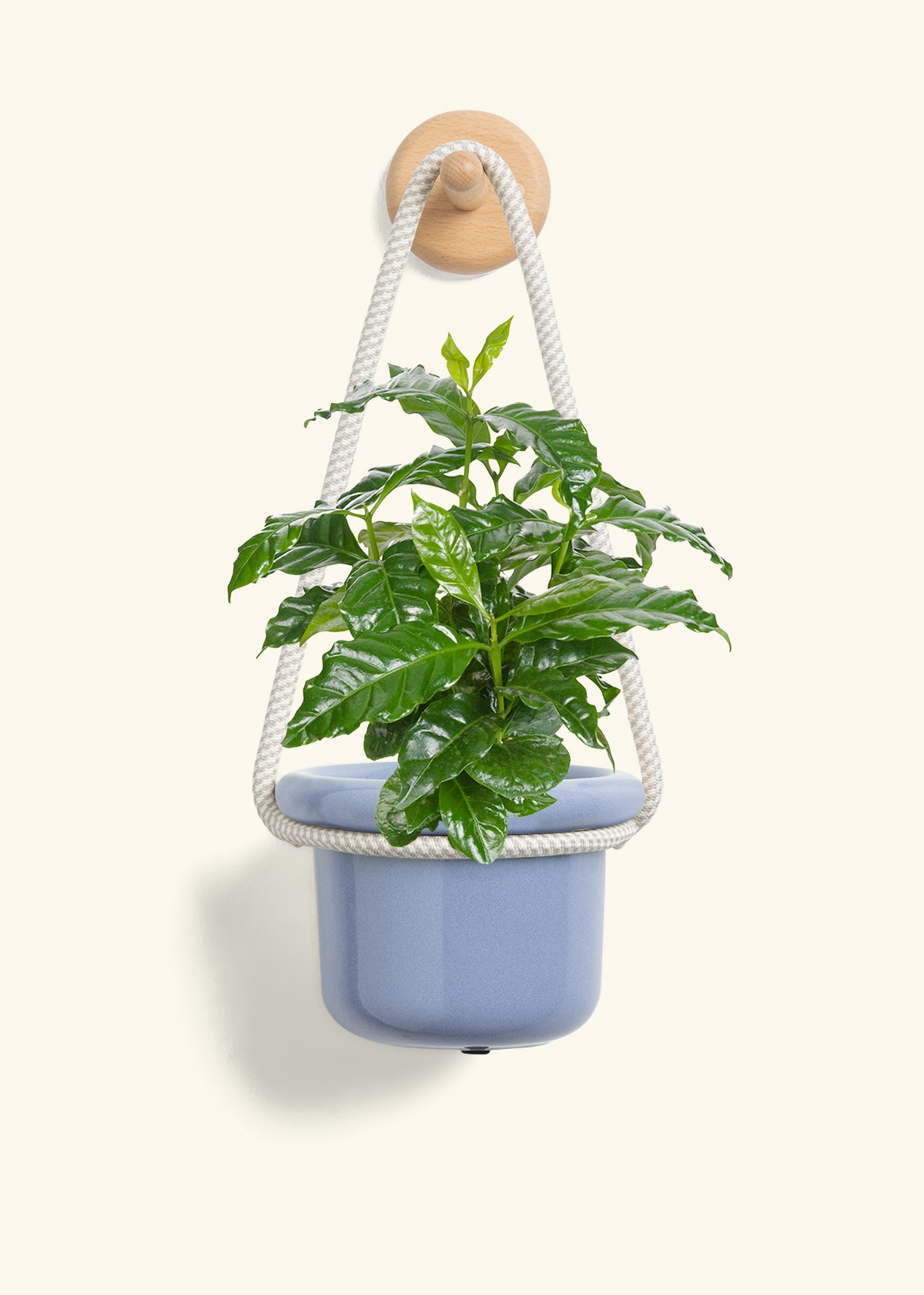 Coffee Plant, Small