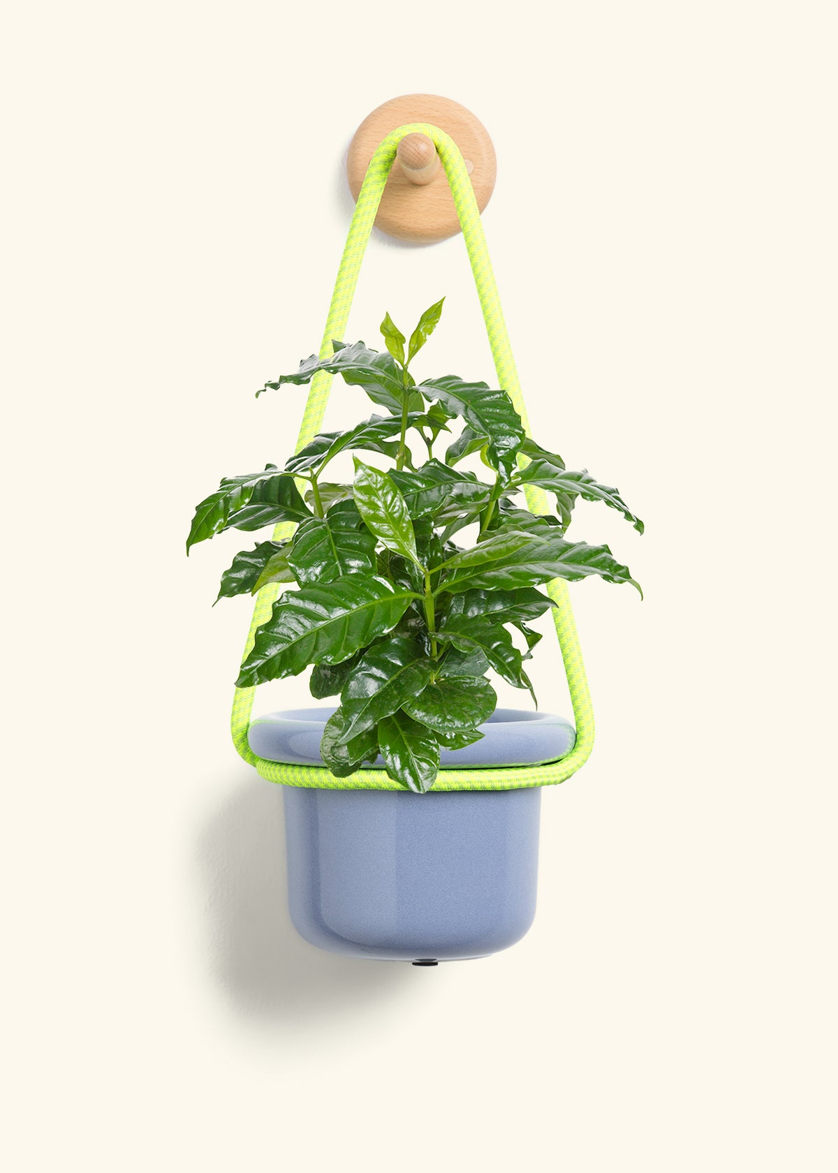 Coffee Plant, Small