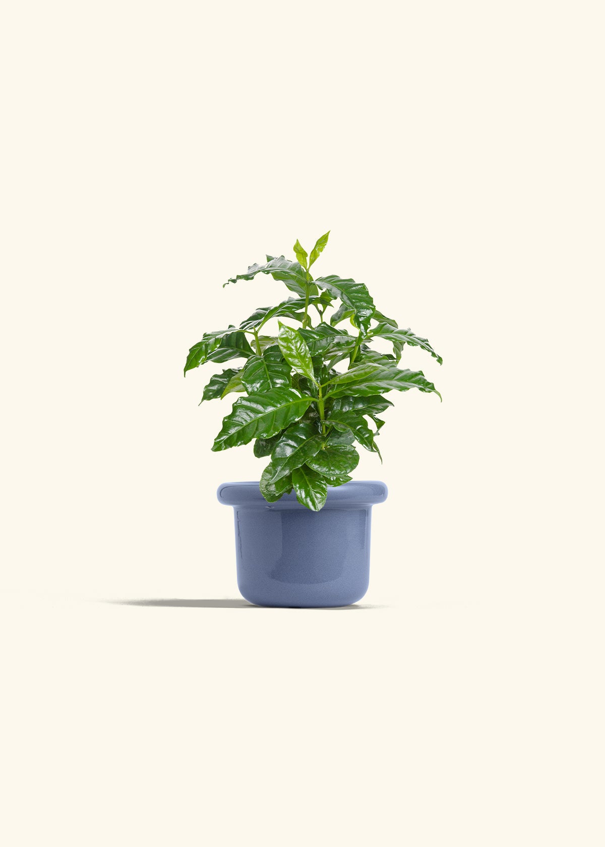 Coffee Plant in a 4 inches Fat Lip Red Planter 