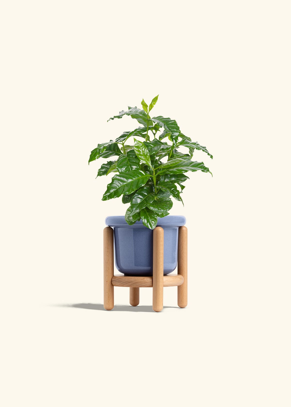 Coffee Plant in a 4 inches Fat Lip Red Planter in a Beech Wood Stand