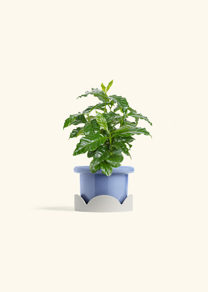 Coffee Plant in a 4 inches Fat Lip Red Planter in a Oat Petal Drip Tray
