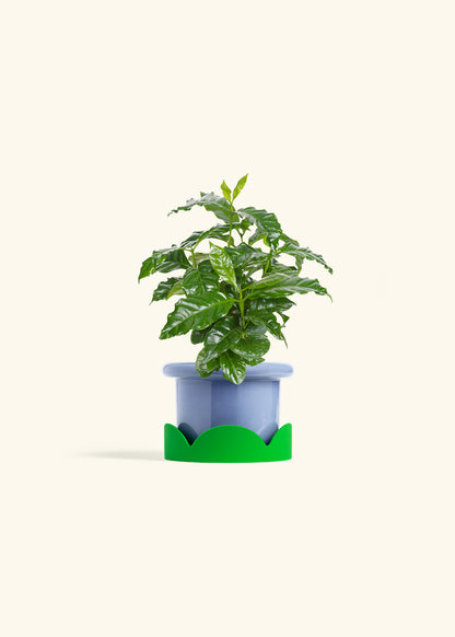 Coffee Plant in a 4 inches Fat Lip Red Planter in a Shamrock Petal Drip Tray
