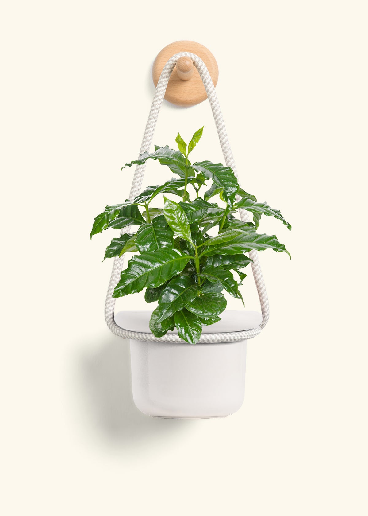 Coffee Plant, Small