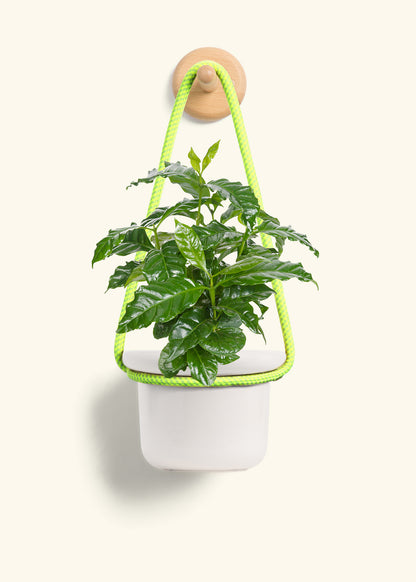 Coffee Plant, Small