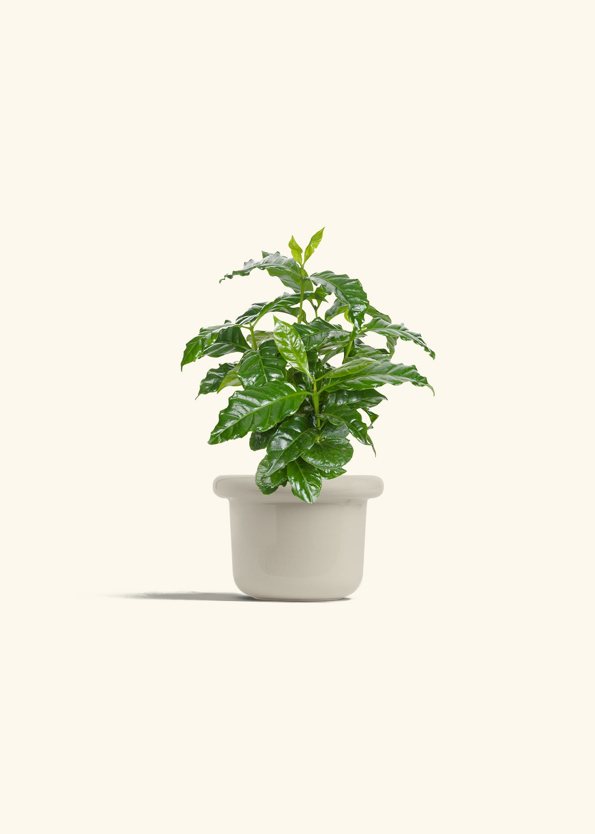 Coffee Plant in a 4 inches Fat Lip Oat Planter 