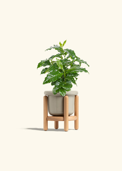 Coffee Plant in a 4 inches Fat Lip Oat Planter in a Beech Wood Stand