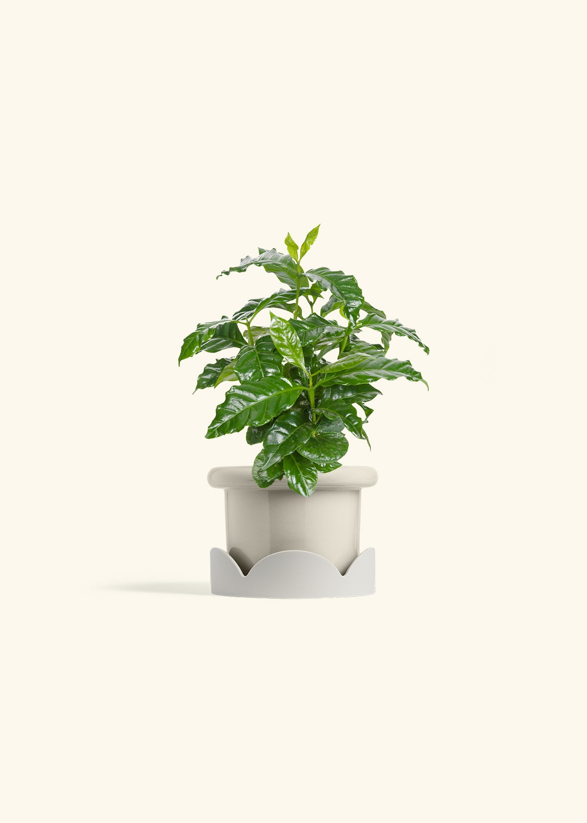 Coffee Plant in a 4 inches Fat Lip Oat Planter in a Oat Petal Drip Tray