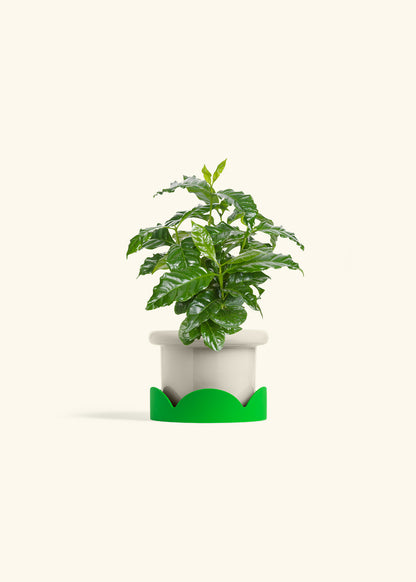 Coffee Plant in a 4 inches Fat Lip Oat Planter in a Shamrock Petal Drip Tray