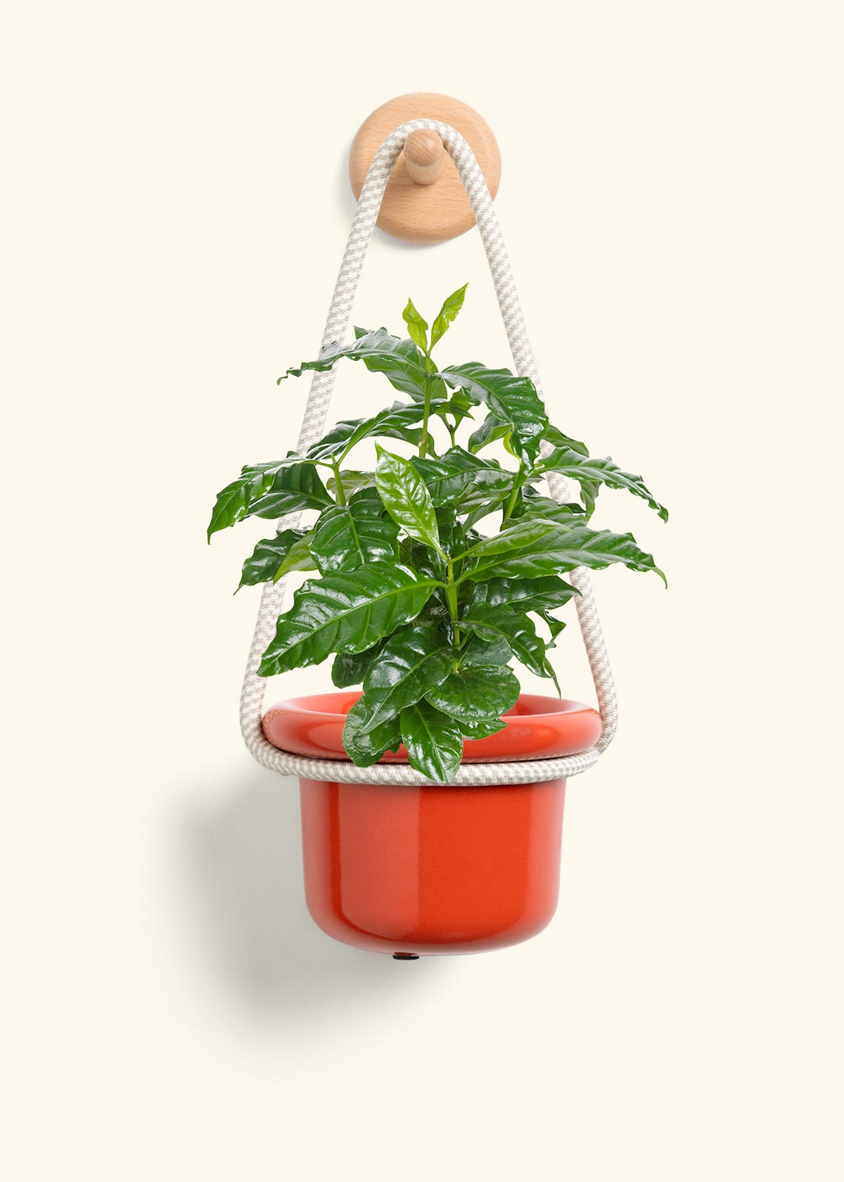 Coffee Plant, Small