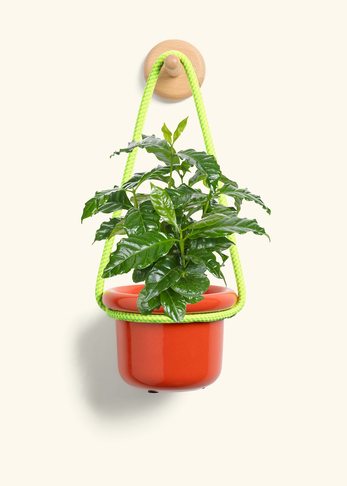 Coffee Plant, Small