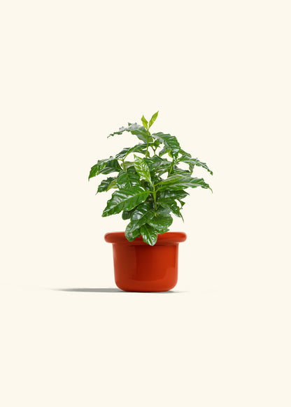 Coffee Plant in a 4 inches Fat Lip Blue Planter 