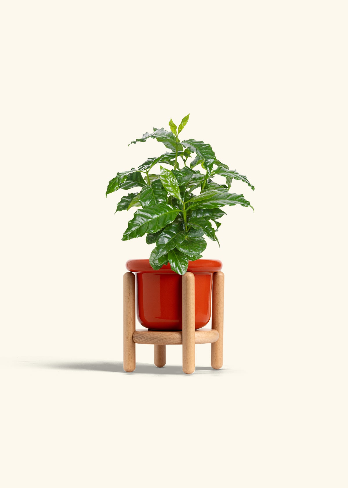 Coffee Plant in a 4 inches Fat Lip Blue Planter in a Beech Wood Stand