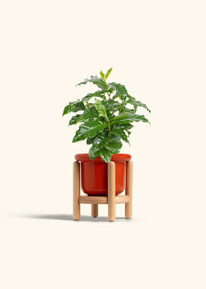 Coffee Plant in a 4 inches Fat Lip Blue Planter in a Beech Wood Stand