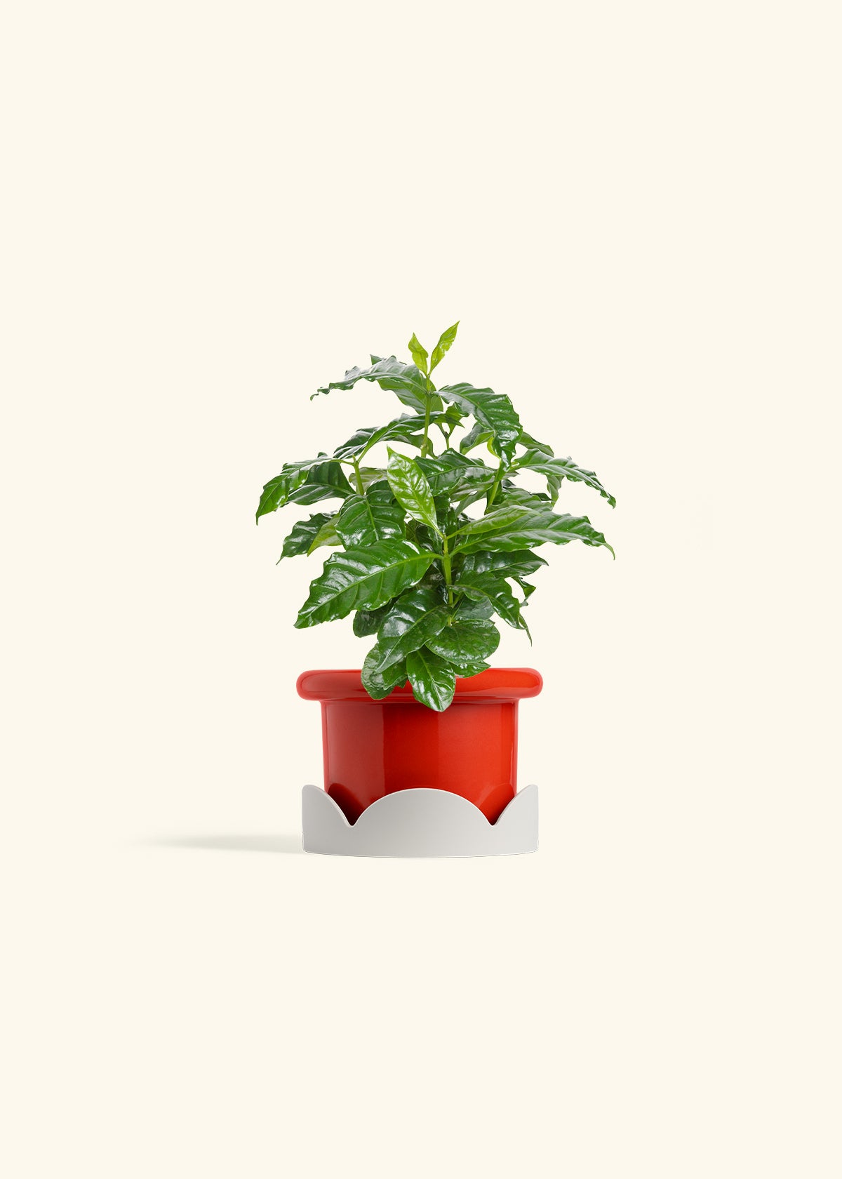 Coffee Plant in a 4 inches Fat Lip Blue Planter in a Oat Petal Drip Tray