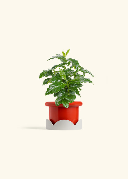 Coffee Plant in a 4 inches Fat Lip Blue Planter in a Oat Petal Drip Tray