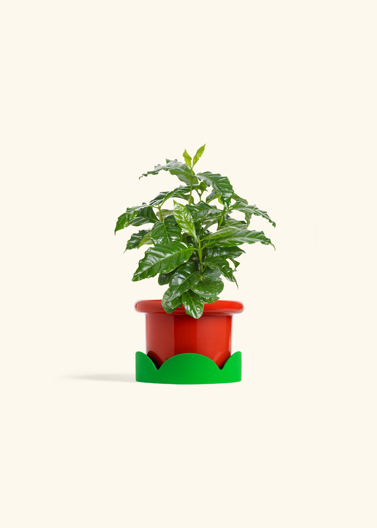 Coffee Plant in a 4 inches Fat Lip Blue Planter in a Shamrock Petal Drip Tray