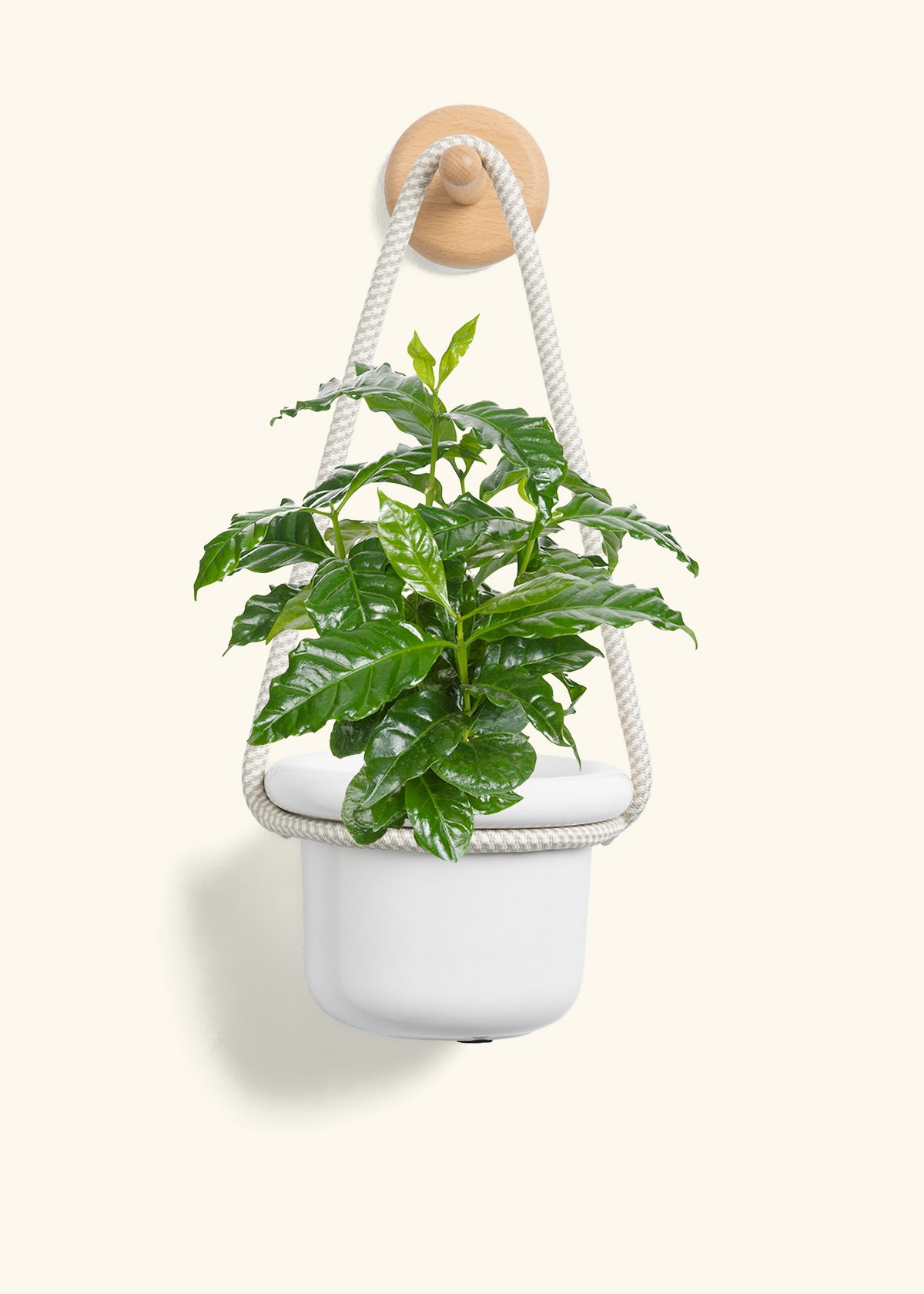 Coffee Plant, Small