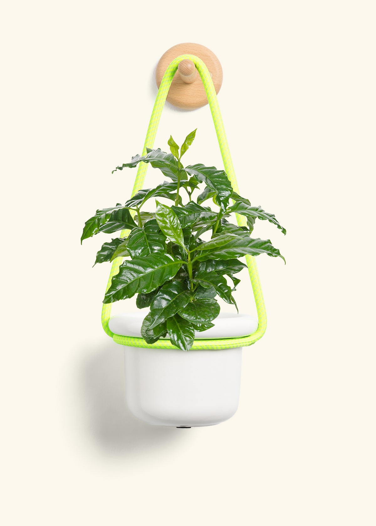 Coffee Plant, Small