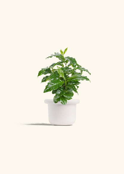 Coffee Plant in a 4 inches Fat Lip White Planter 