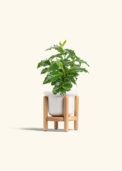 Coffee Plant in a 4 inches Fat Lip White Planter in a Beech Wood Stand