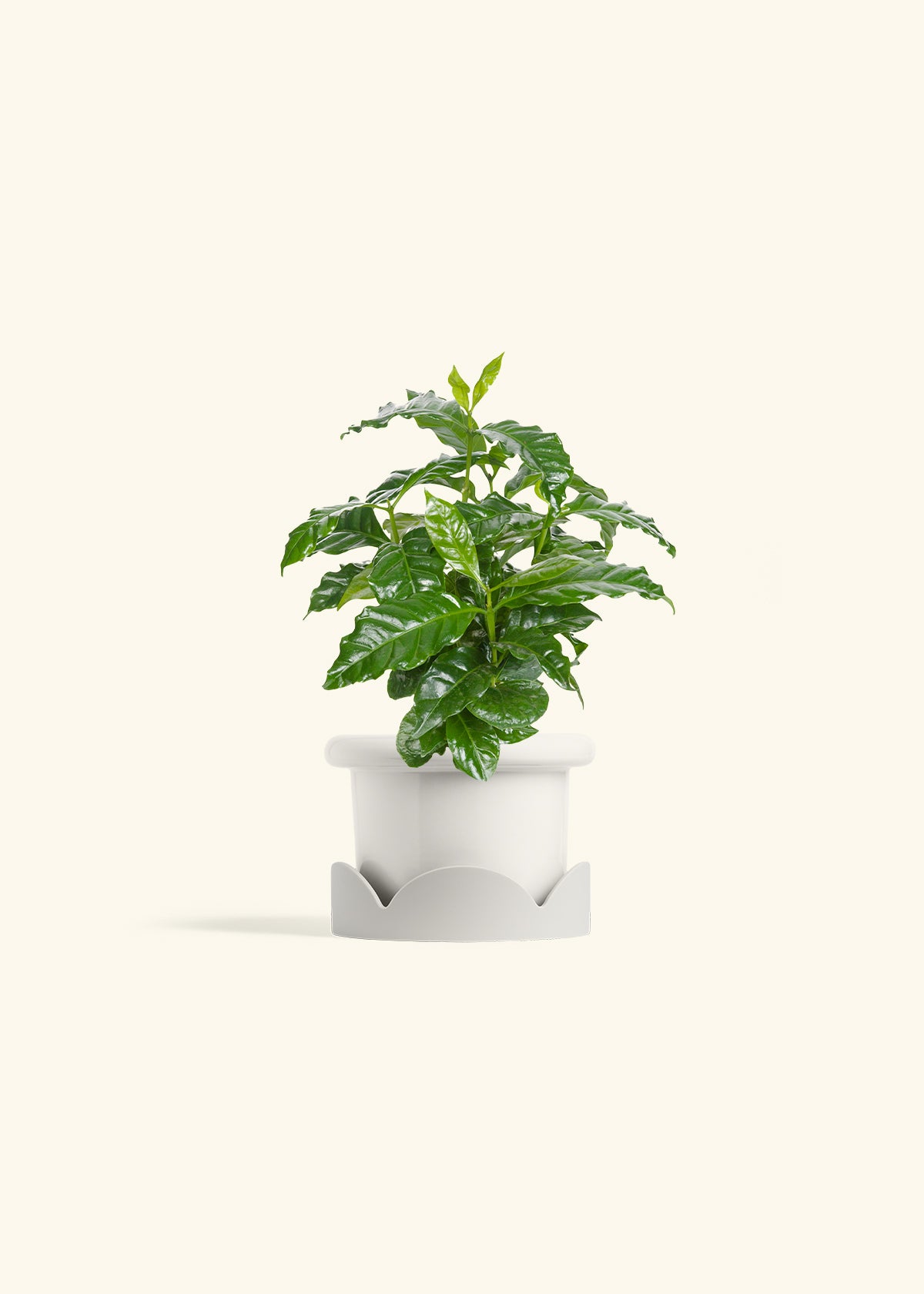 Coffee Plant in a 4 inches Fat Lip White Planter in a Shamrock Petal Drip Tray