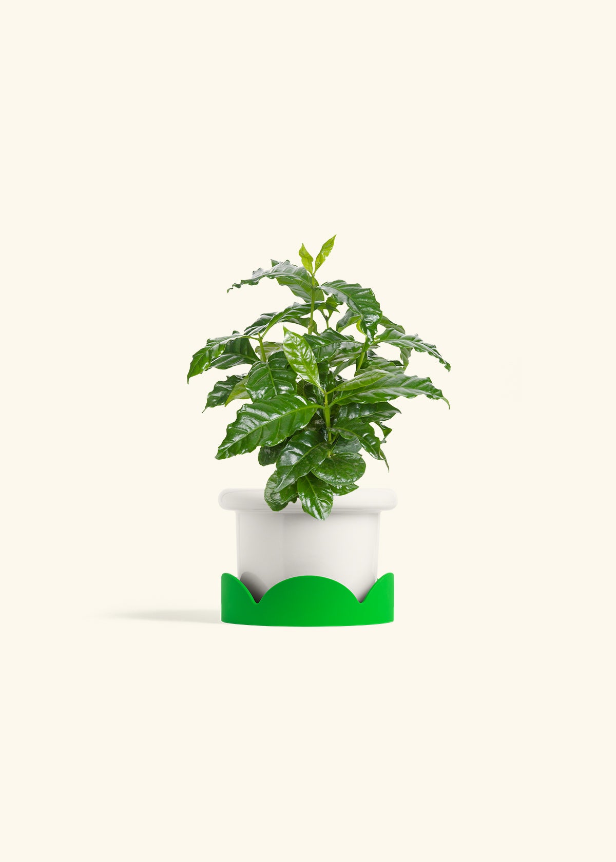 Coffee Plant in a 4 inches Fat Lip White Planter in a Oat Petal Drip Tray