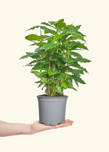 Small Coffee Plant in a 6" grow pot.
