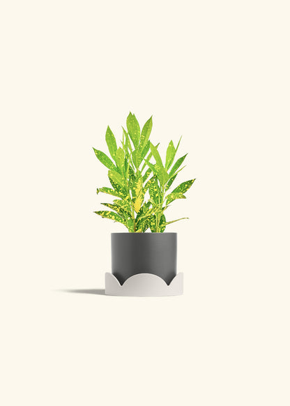 Gold Dust Croton in a 4 inches Charcoal Classic Cylinder Planter in a Oat Petal Drip Tray