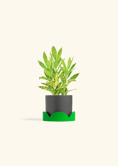 Gold Dust Croton in a 4 inches Charcoal Classic Cylinder Planter in a Shamrock Petal Drip Tray