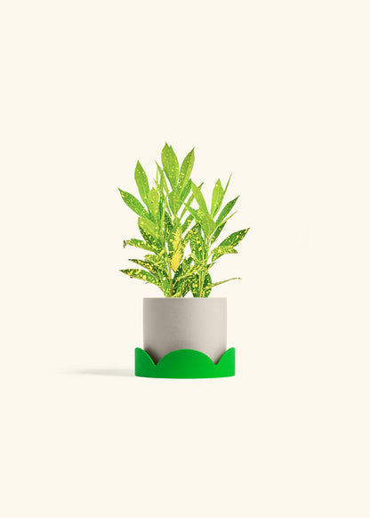 Gold Dust Croton in a 4 inches Oat Classic Cylinder Planter in a Shamrock Petal Drip Tray